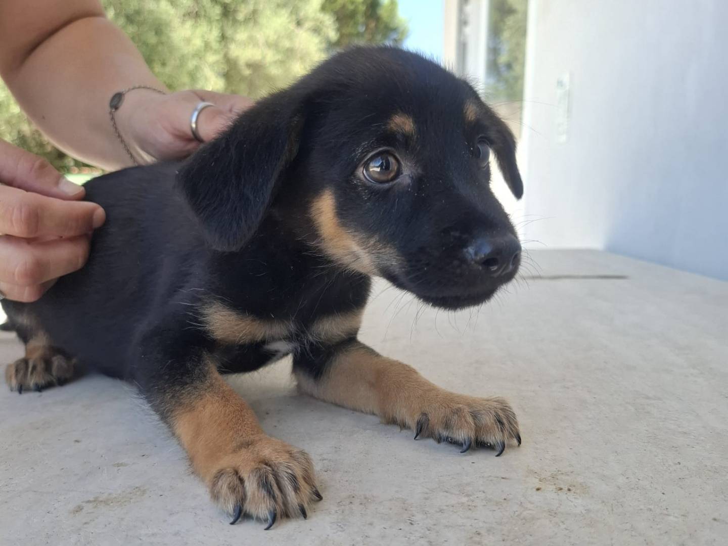 Vuoi adottare un cane a Caserta?
