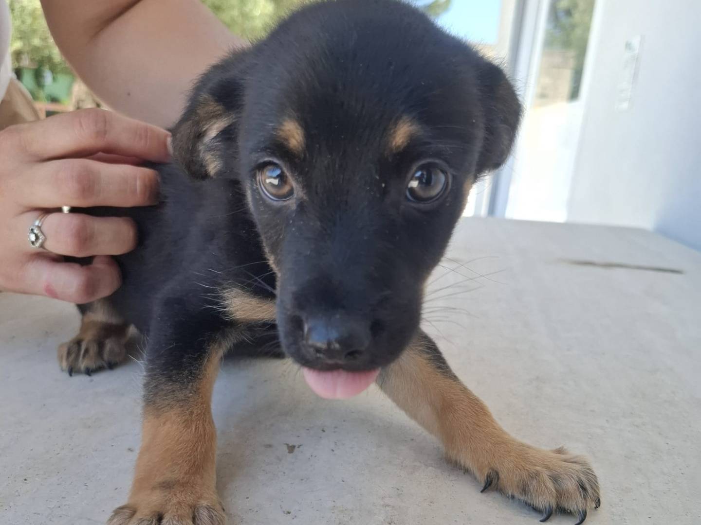 Adotta il cane ELIOT a Caserta