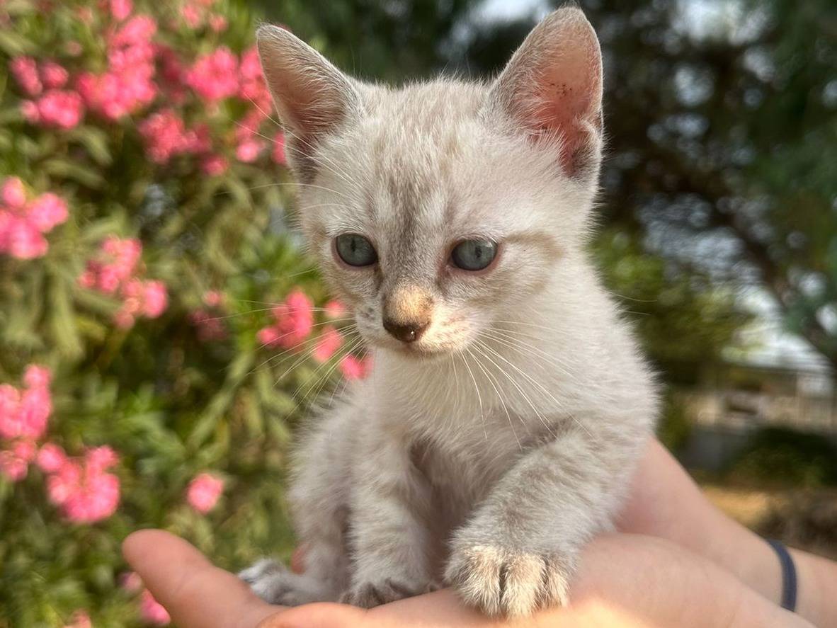Adotta un gatto, maschio, 2 mesi, Caserta