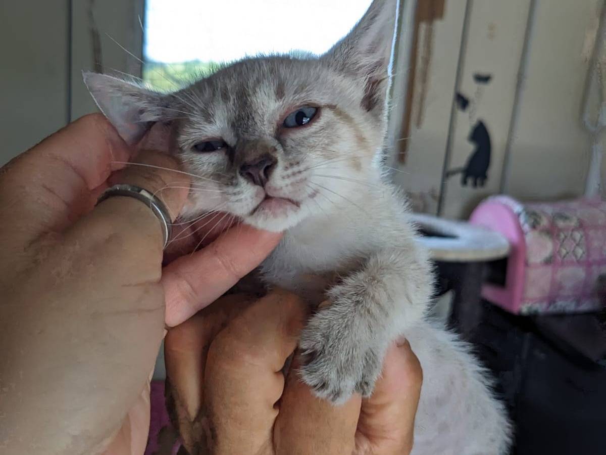 Adotta il gatto MOJITO a Caserta