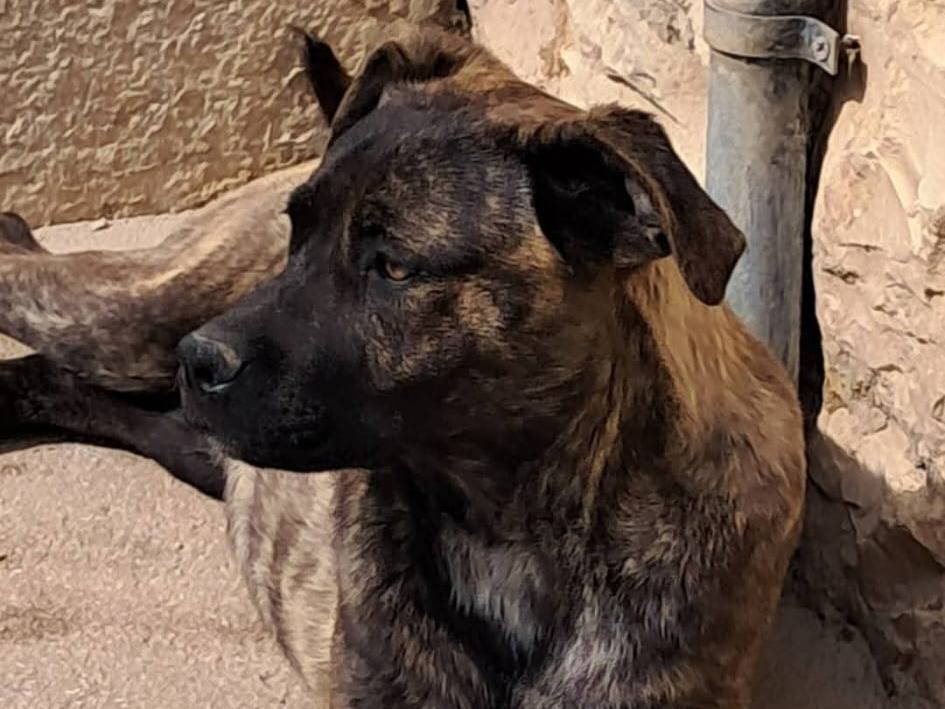 Adotta un cane, maschio, 10 mesi, Vicenza