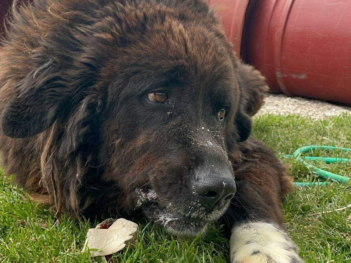 Adotta un cane, maschio, 2 anni  e 10 mesi , Treviso