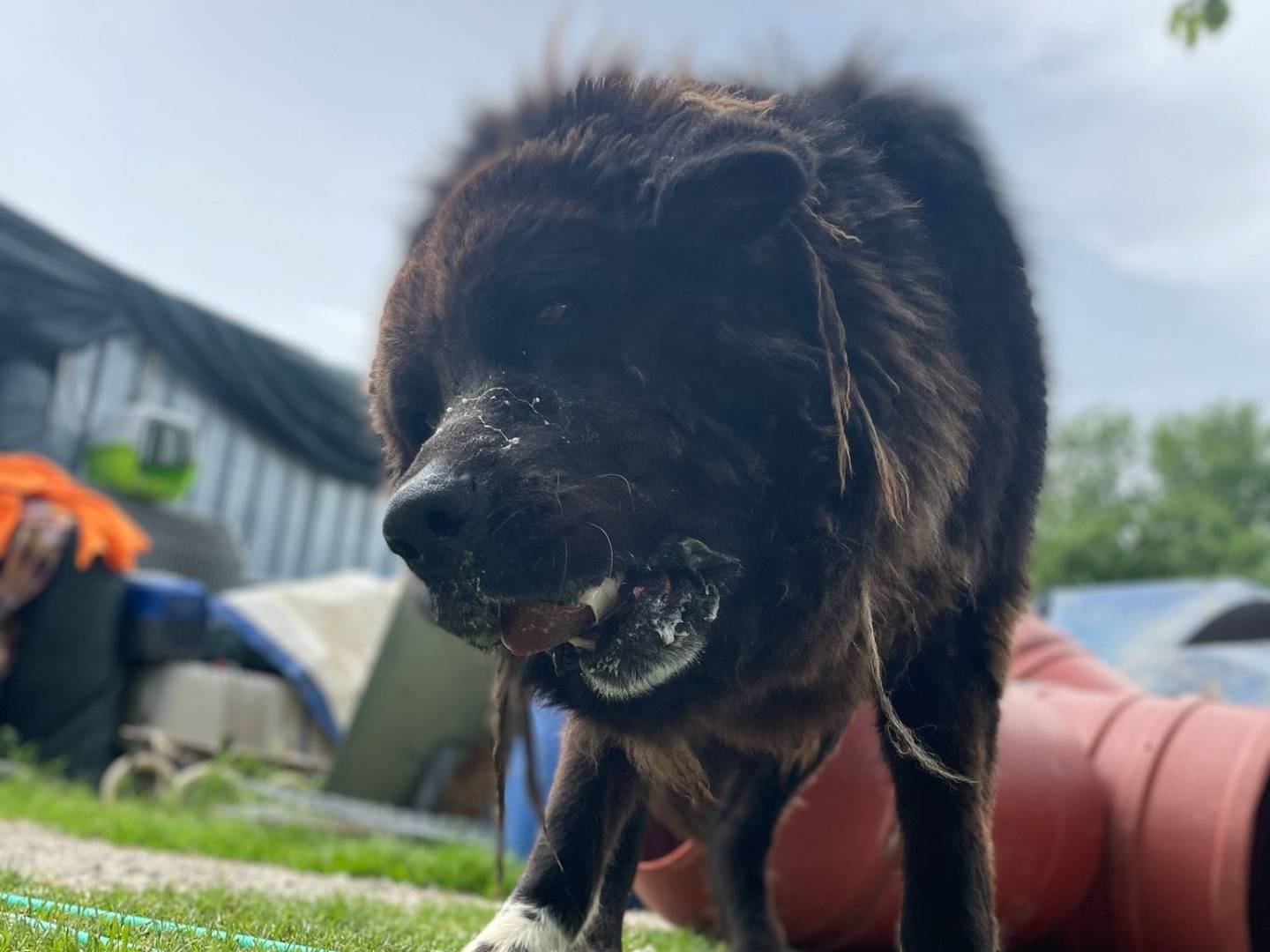Adotta un cane, taglia gigante, maschio, Treviso