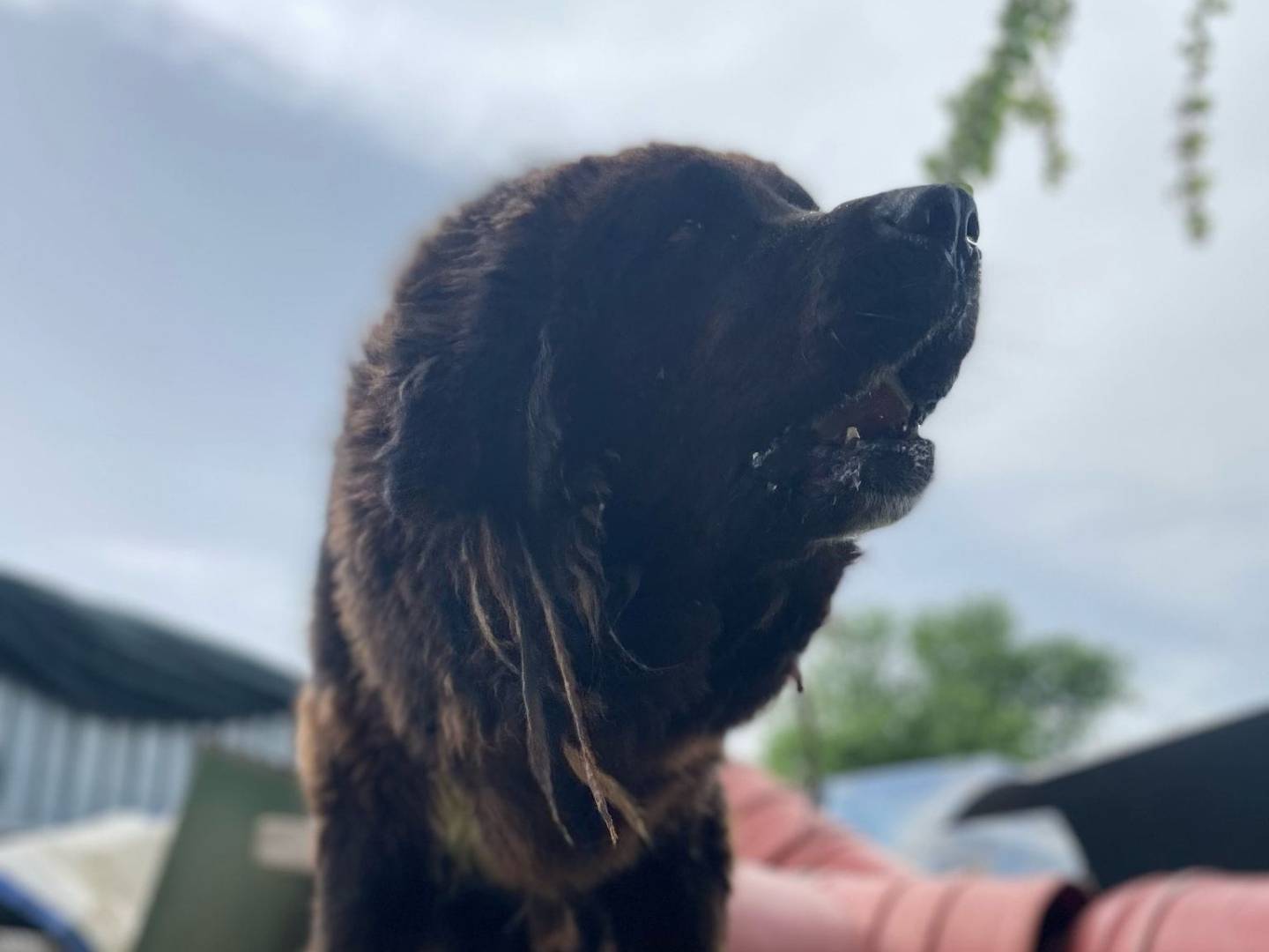 Vuoi adottare un cane a Treviso?