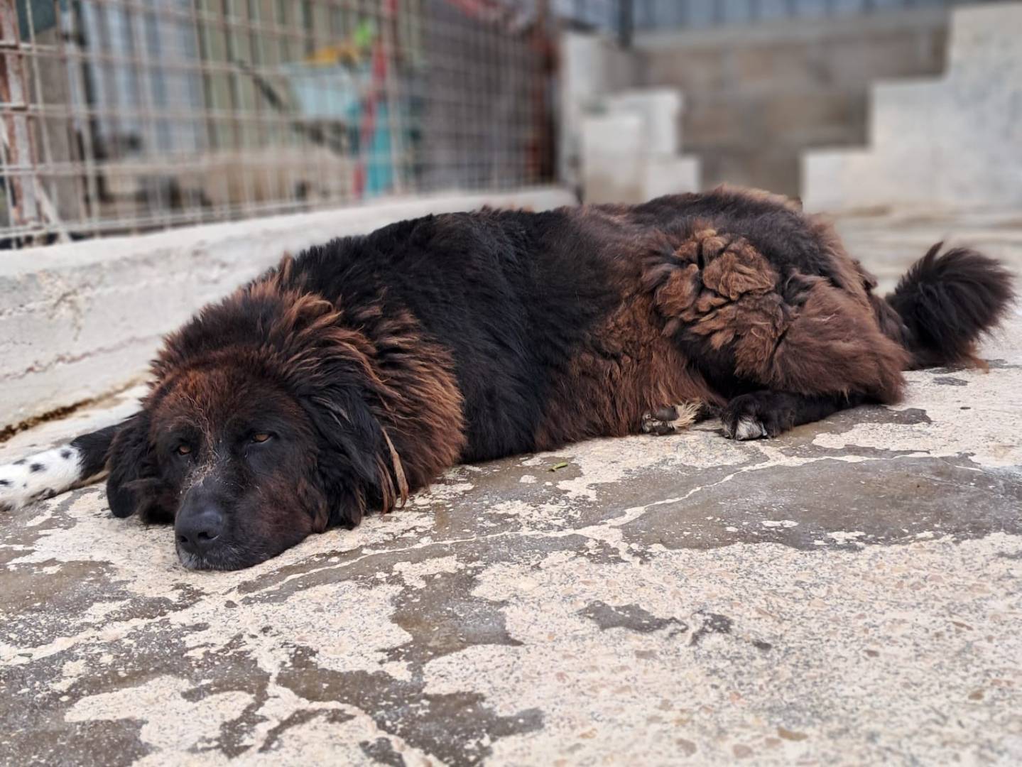 Adotta il cane ZENO a Treviso