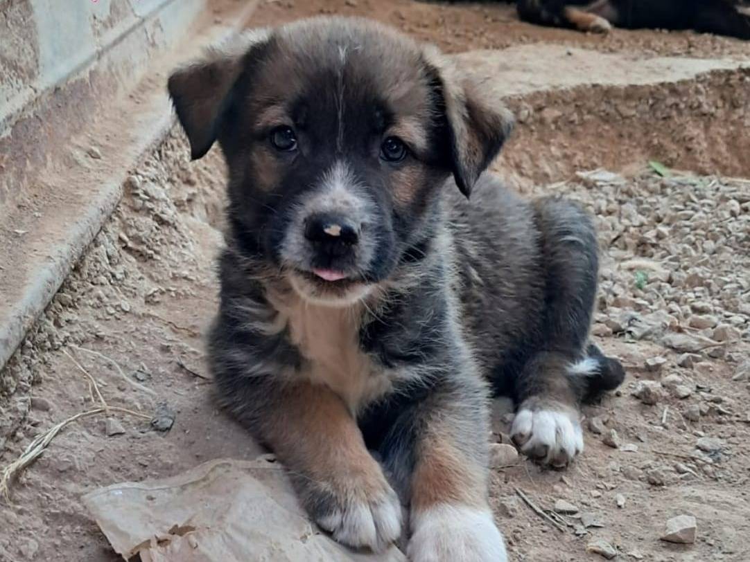 Adotta un cane, femmina, 3 mesi, Treviso