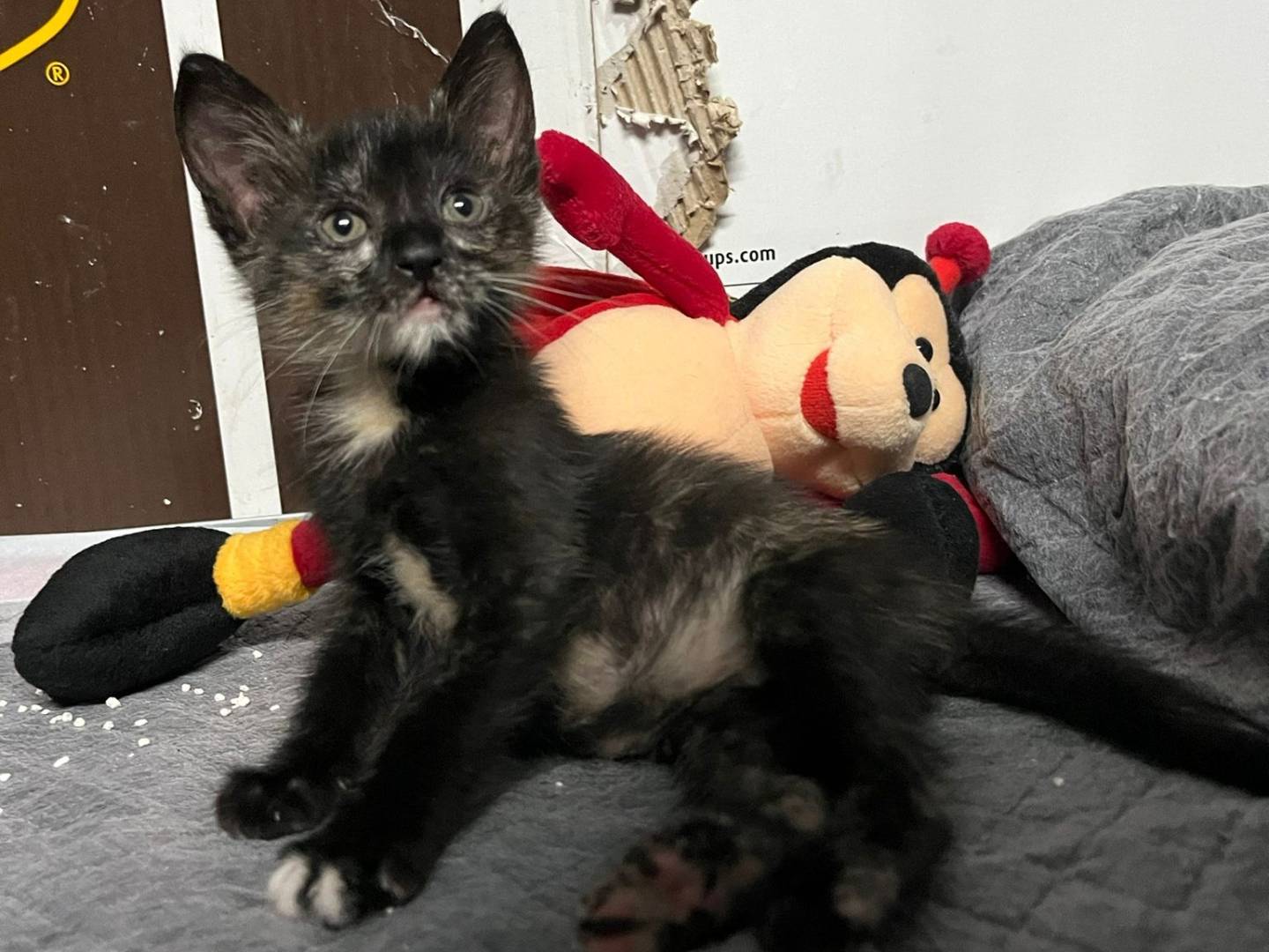 Adotta un gatto, femmina, 2 mesi, Caserta
