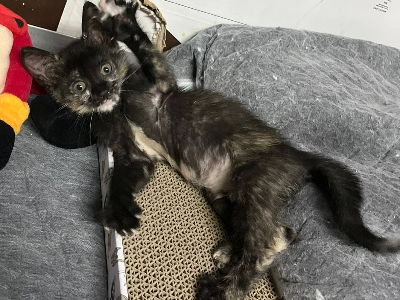 Adotta un gatto, taglia non valida, femmina, Caserta