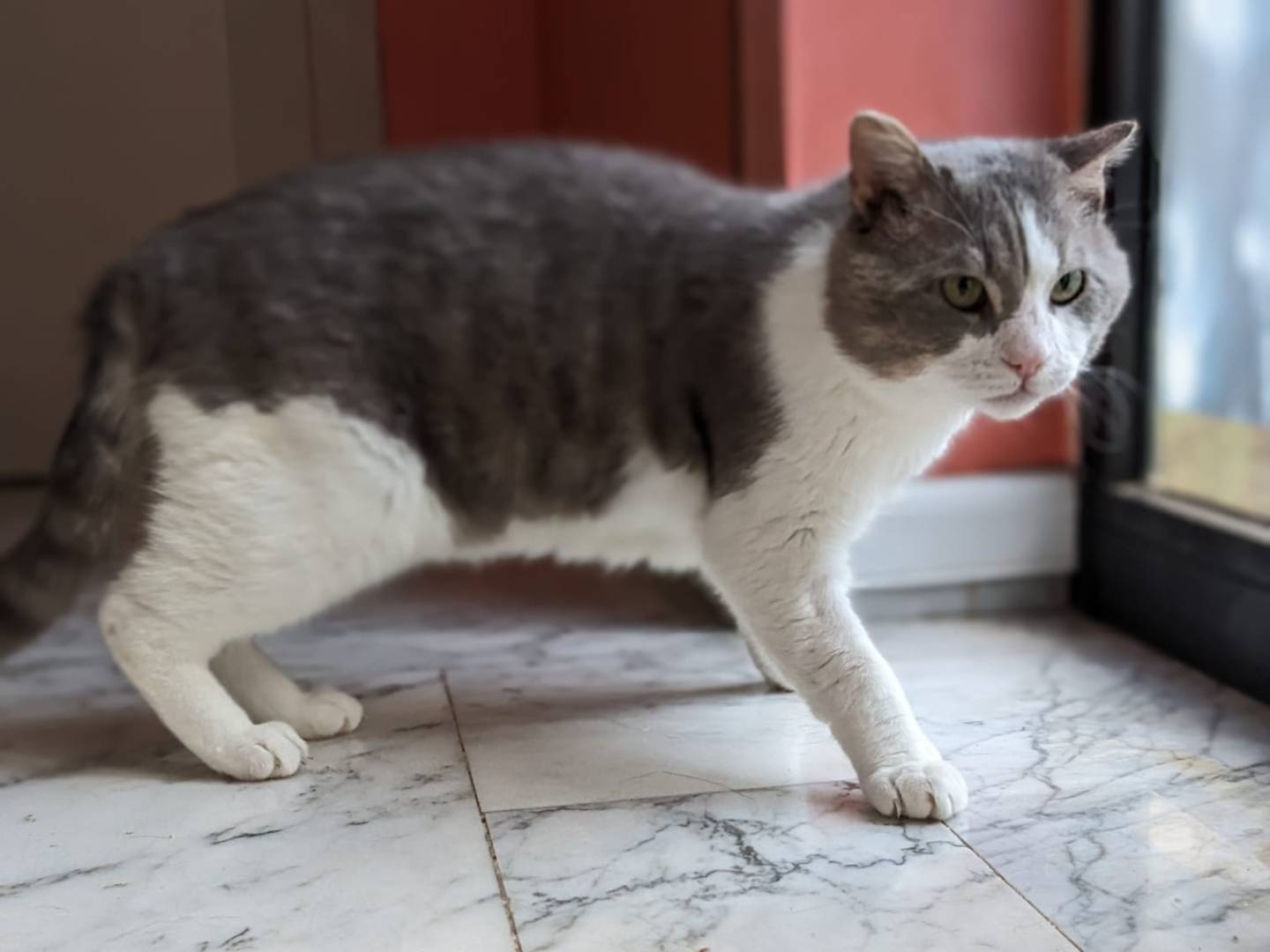 Adozione gatto, maschio, Razza sconosciuta Razza sconosciuta, 3 anni e 2 mesi, taglia non valida, Caserta