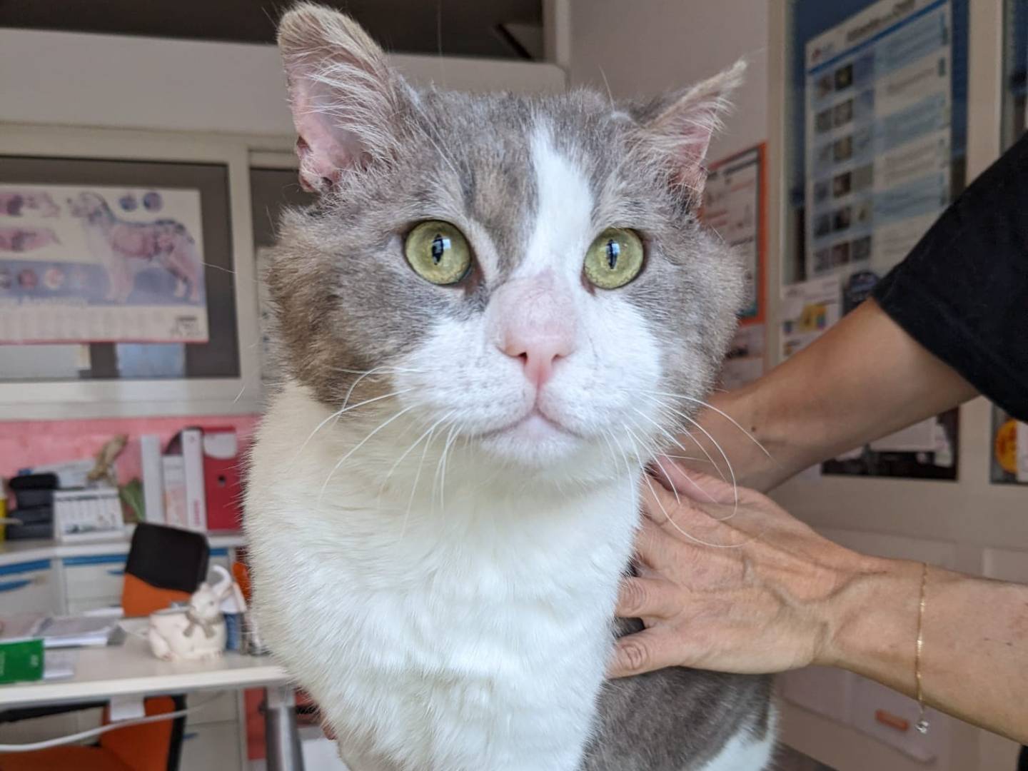 Adotta un gatto, maschio, 3 anni e 2 mesi, Caserta