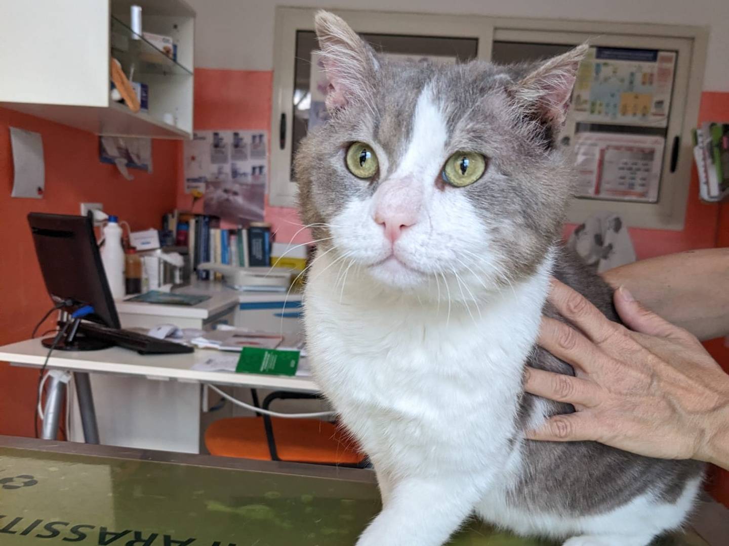 Adotta un gatto, taglia non valida, maschio, Caserta