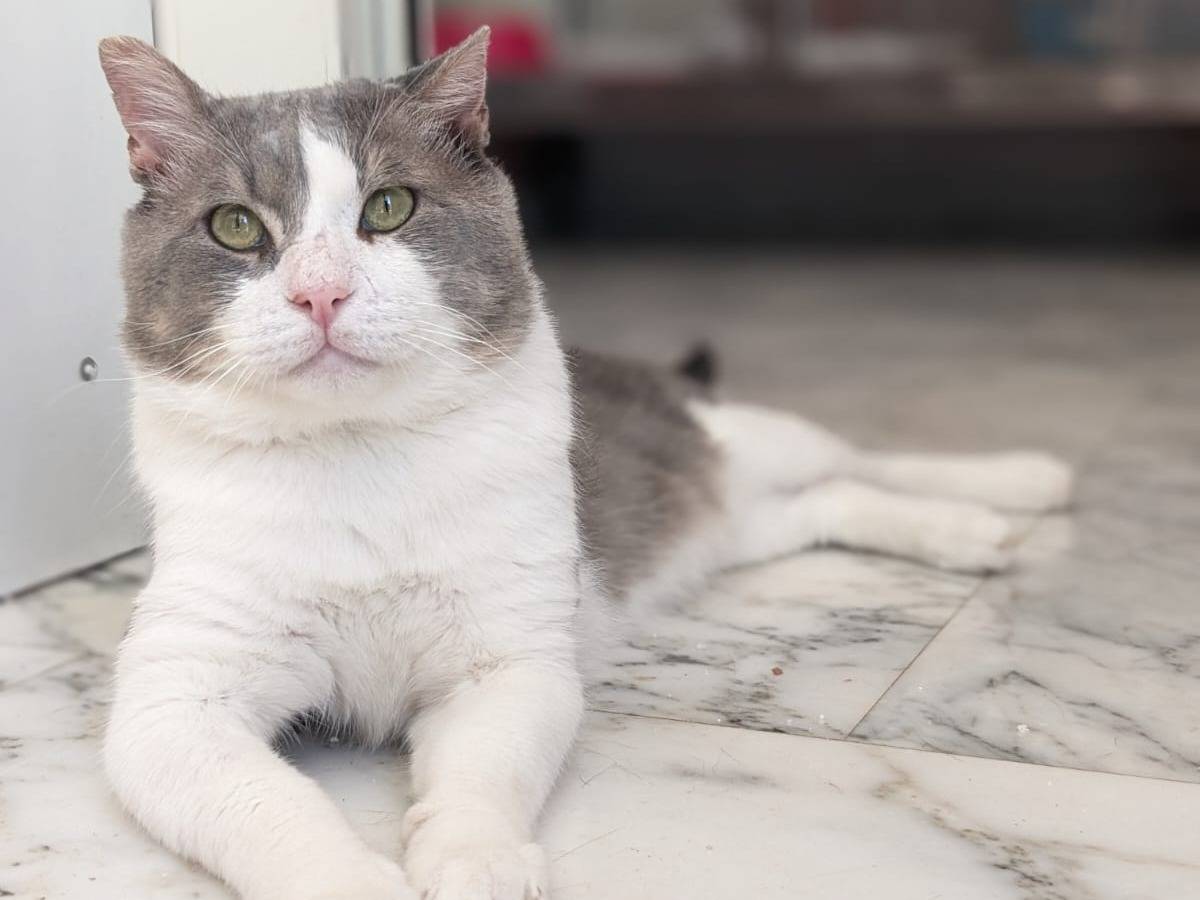 Vuoi adottare un gatto a Caserta?
