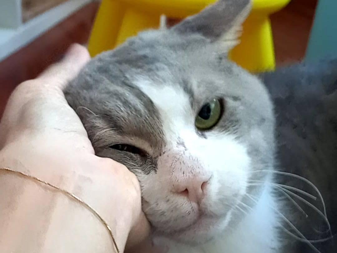 Adotta il gatto BOMBOLO a Caserta
