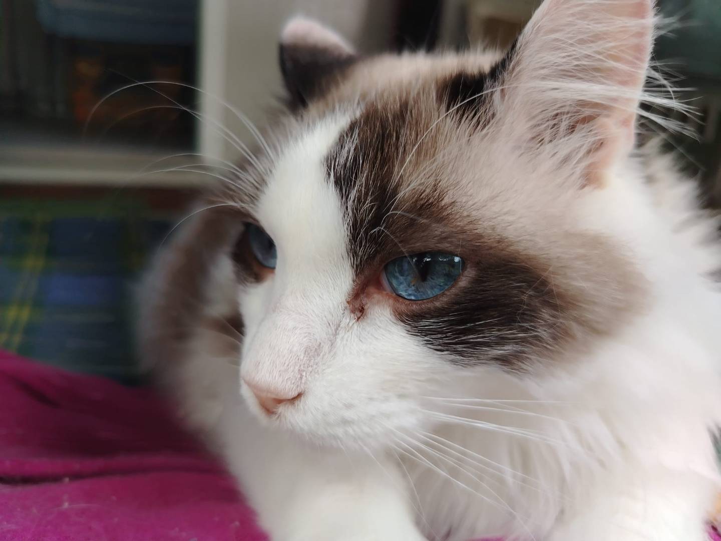 Adotta un gatto, maschio, 8 anni  e 1 mese, Brescia