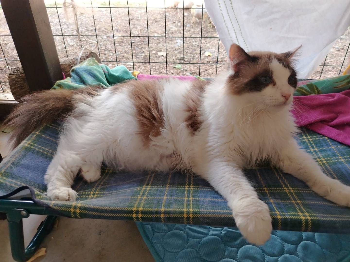 Adotta un gatto, taglia non valida, maschio, Brescia
