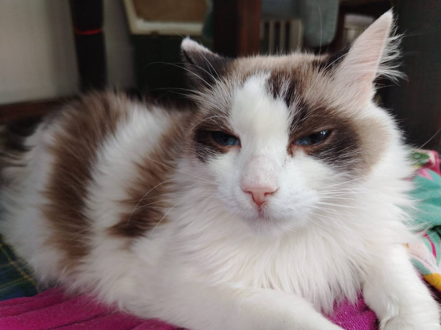 Vuoi adottare un gatto a Brescia?