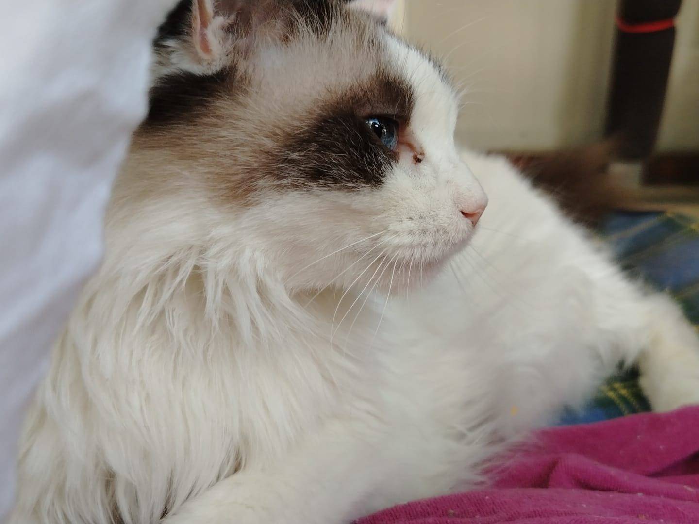 Adotta il gatto Valentino a Brescia