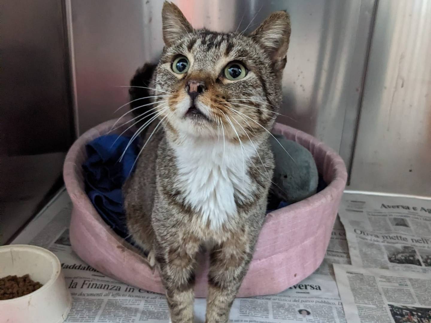 Vuoi adottare un gatto a Caserta?
