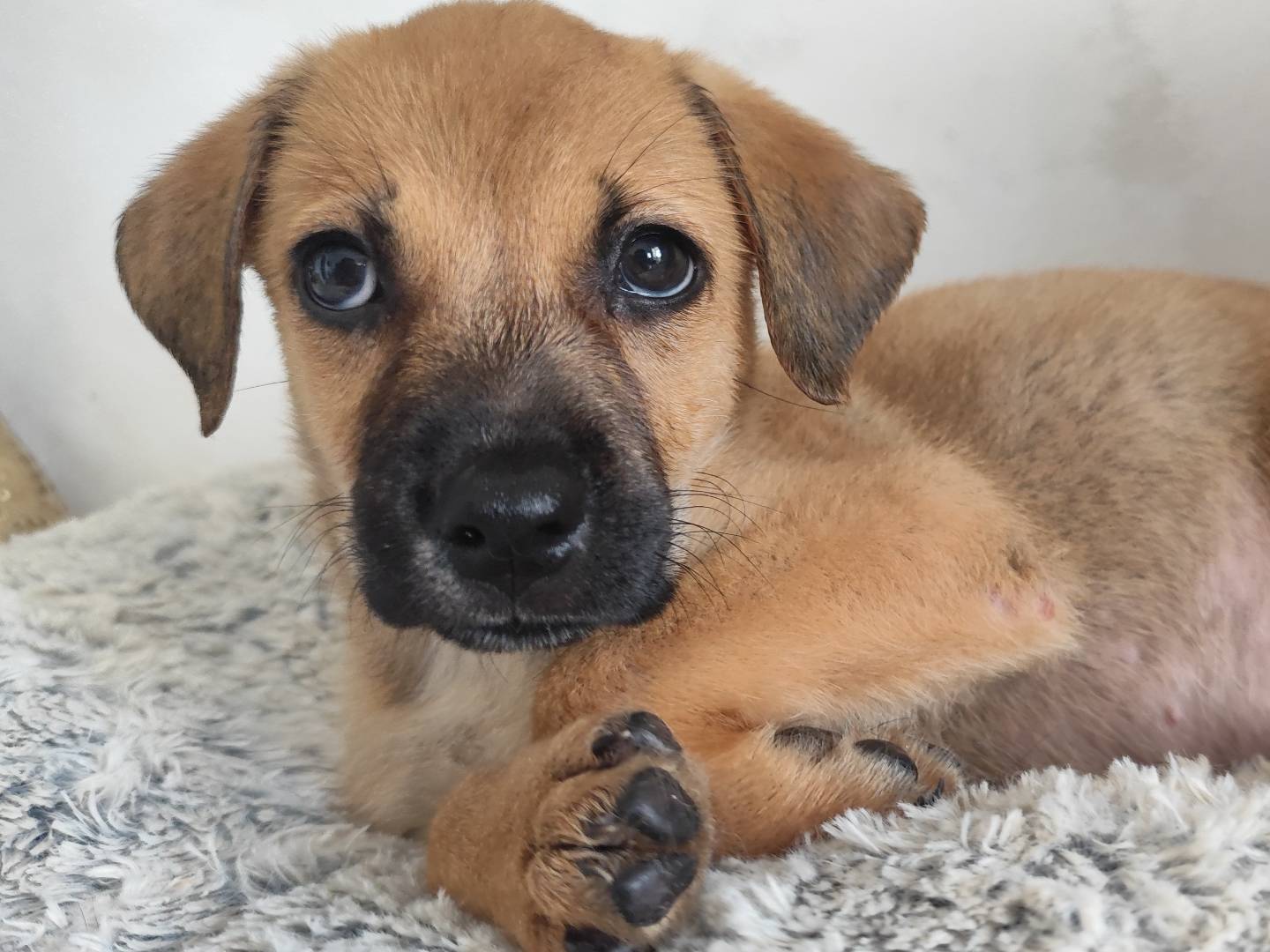 Foto dell'animale