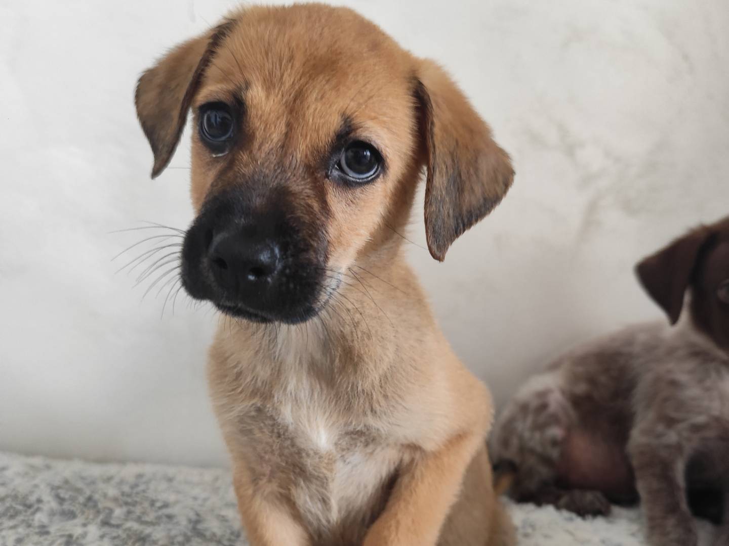 Adotta un cane, femmina, 1 mesi, Messina