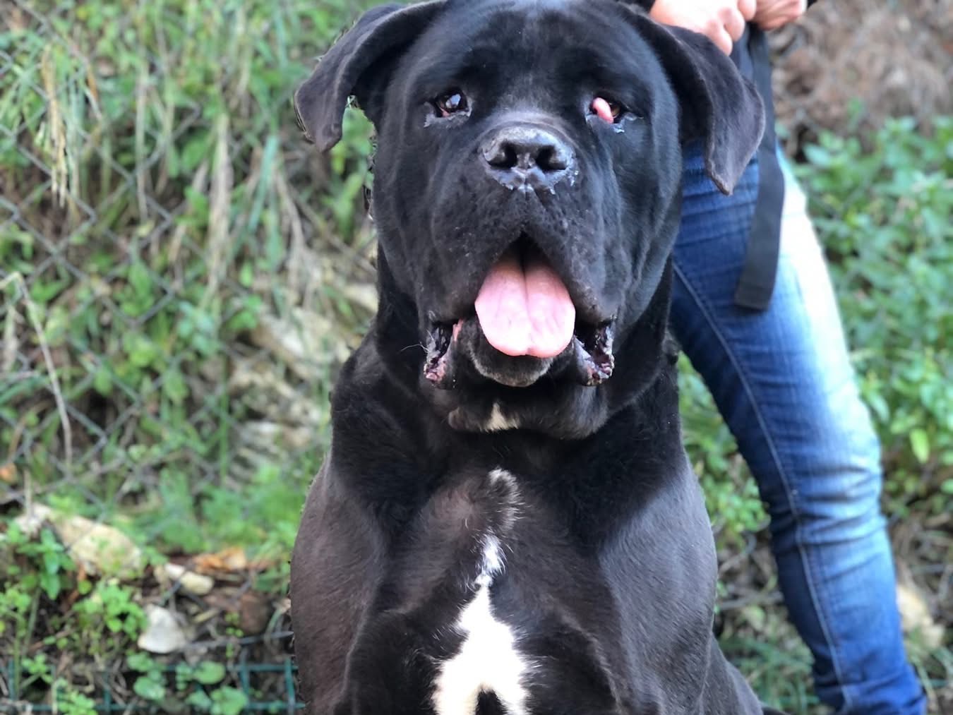 Adozione cane, maschio, Corso Razza sconosciuta, 4 anni e 9 mesi, taglia gigante, Latina