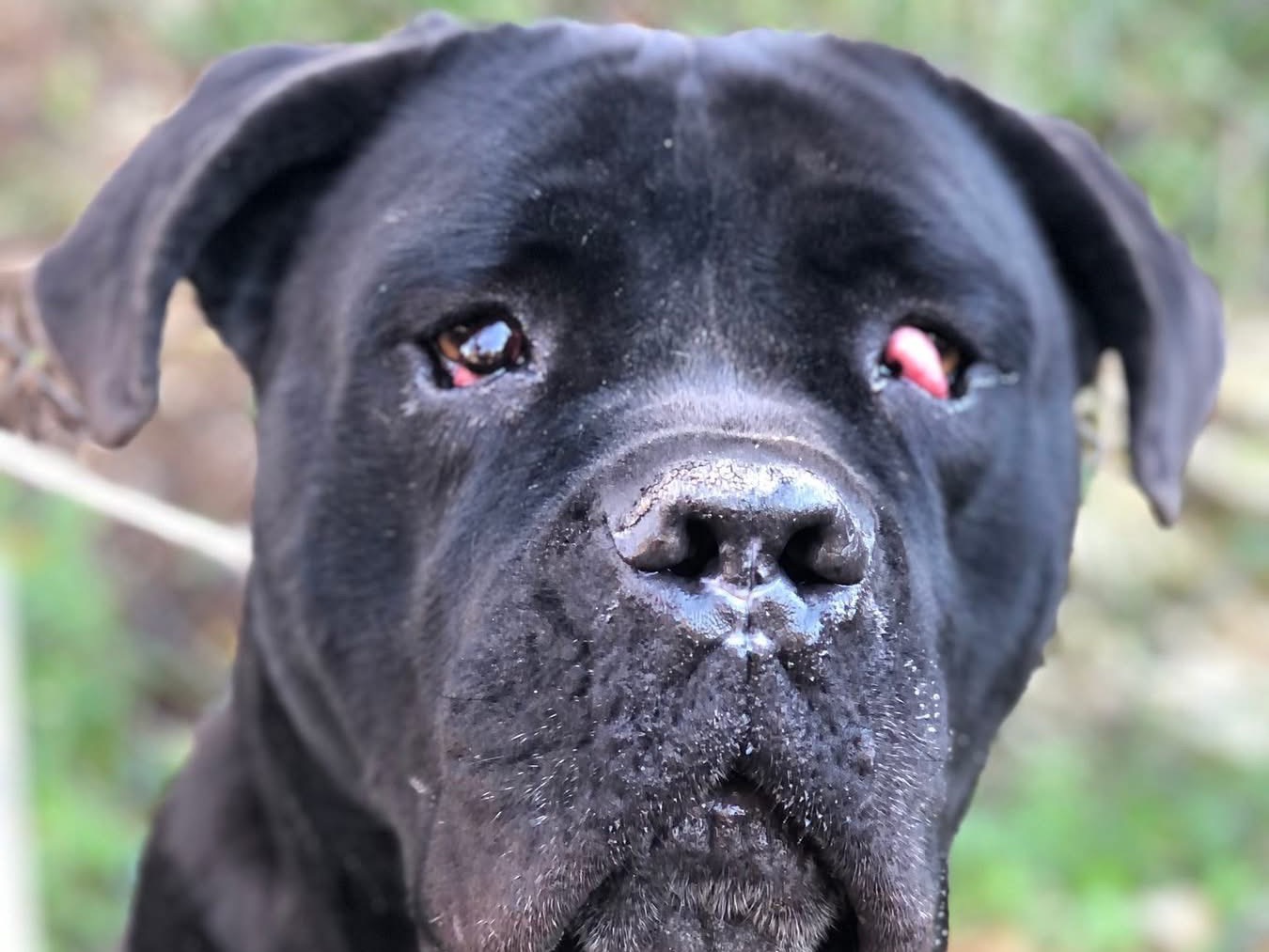 Adotta un cane, maschio, 4 anni e 9 mesi, Latina