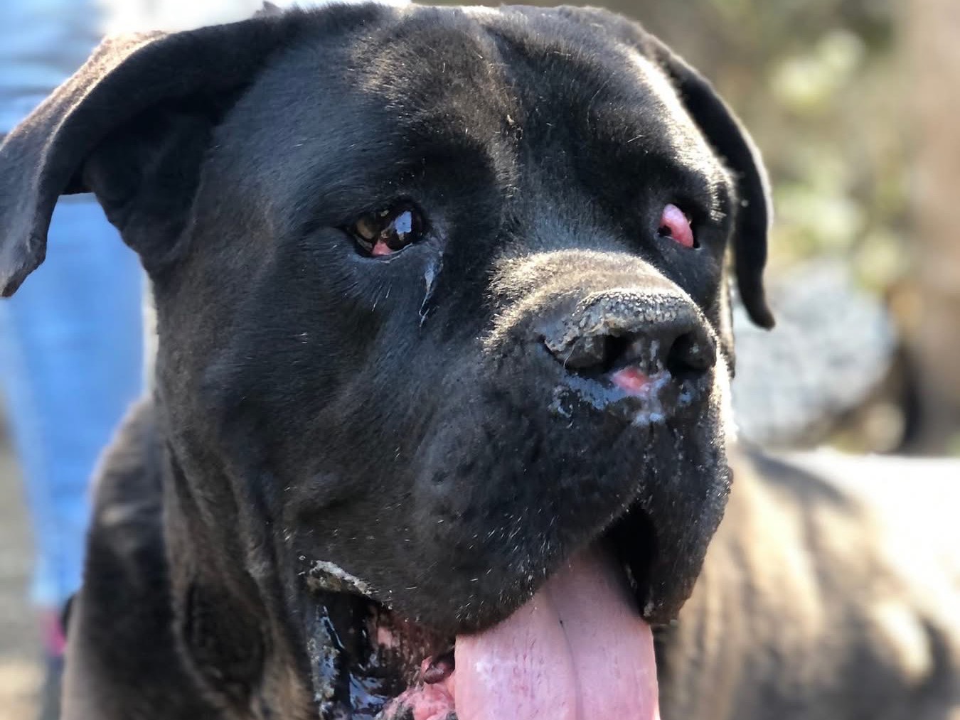 Adotta un cane, taglia gigante, maschio, Latina
