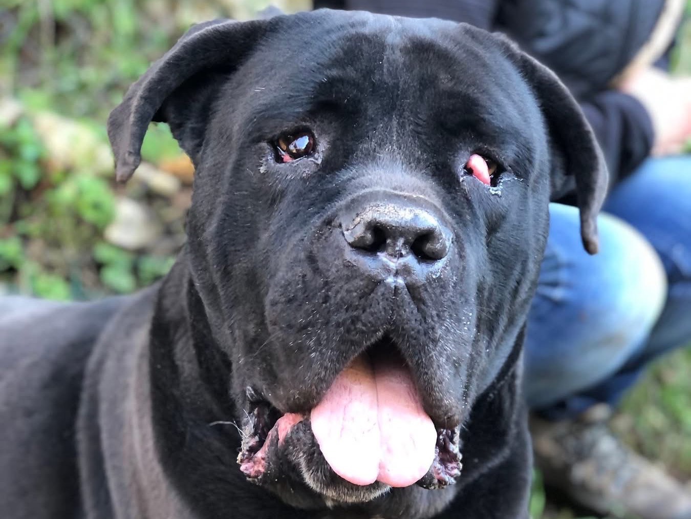 Vuoi adottare un cane a Latina?