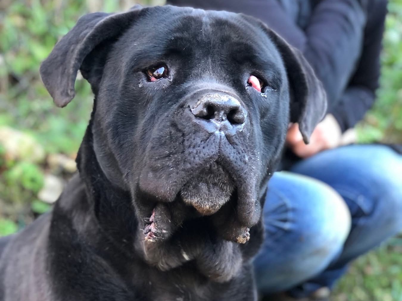 Adotta il cane Gastone a Latina