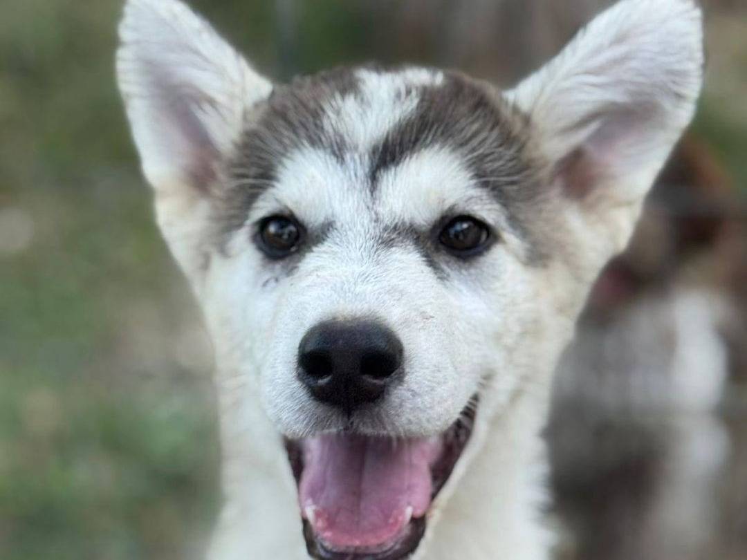 Adozione cane, maschio, Siberian Husky Razza sconosciuta, 3 mesi, taglia media, Latina