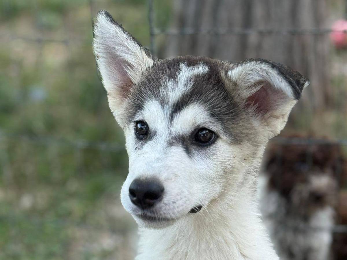 Adotta un cane, maschio, 3 mesi, Latina