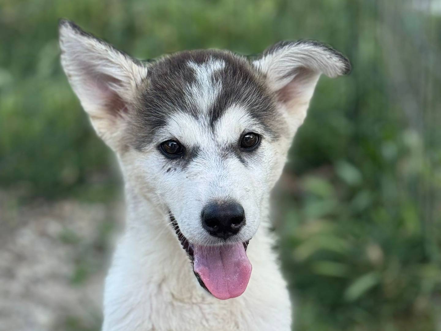 Adotta un cane, taglia media, maschio, Latina
