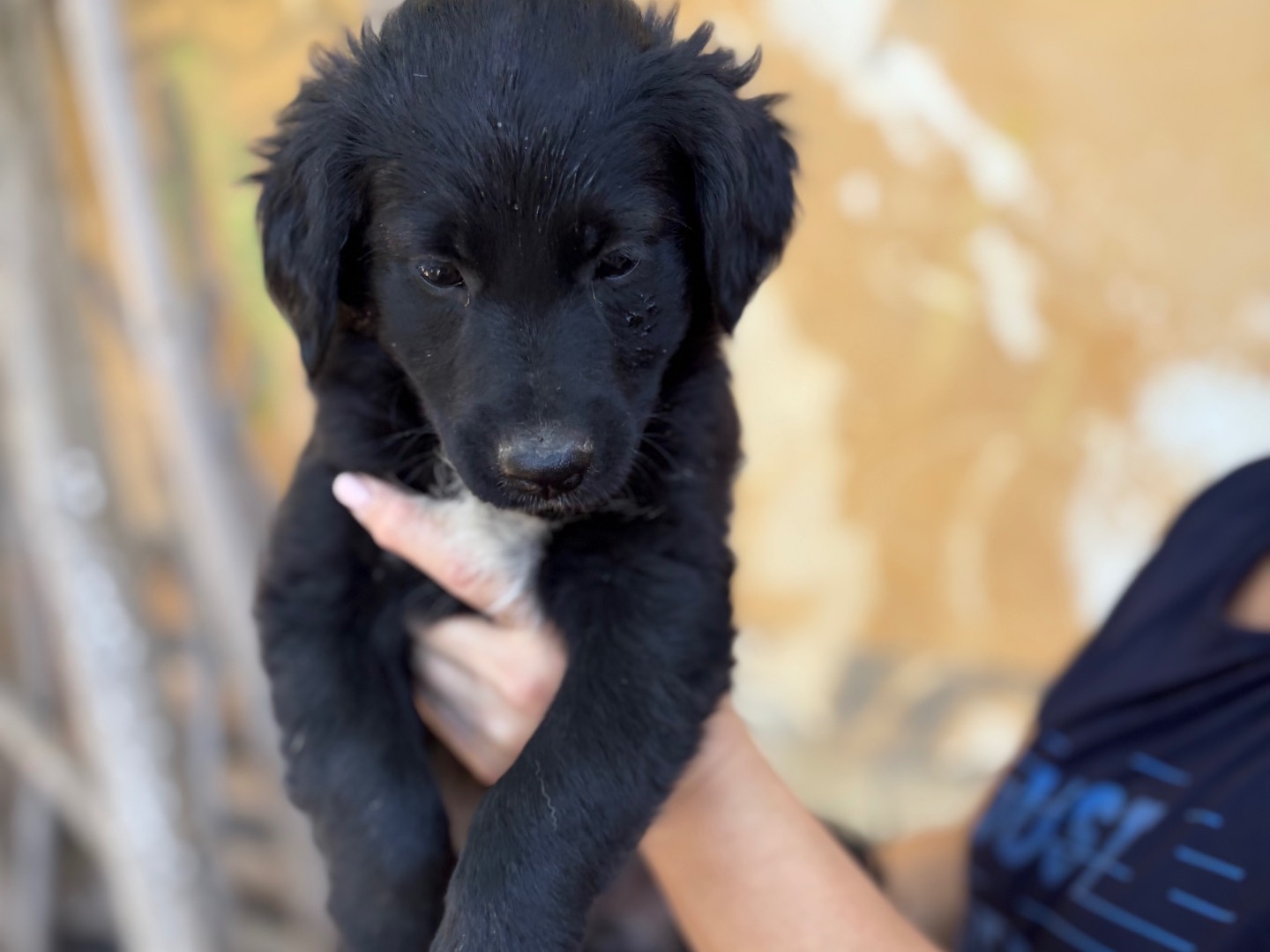 Adotta un cane, taglia grande, femmina, Siracusa