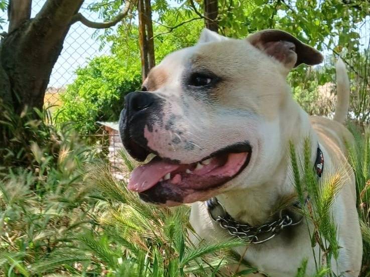Adotta un cane, maschio, 1 anno e 5 mesi , Roma