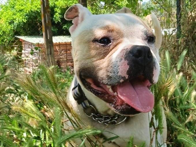 Adotta un cane, taglia media contenuta, maschio, Roma