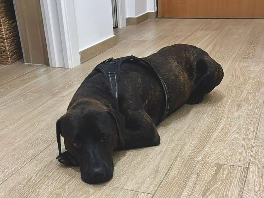 Foto 1 dell'animale