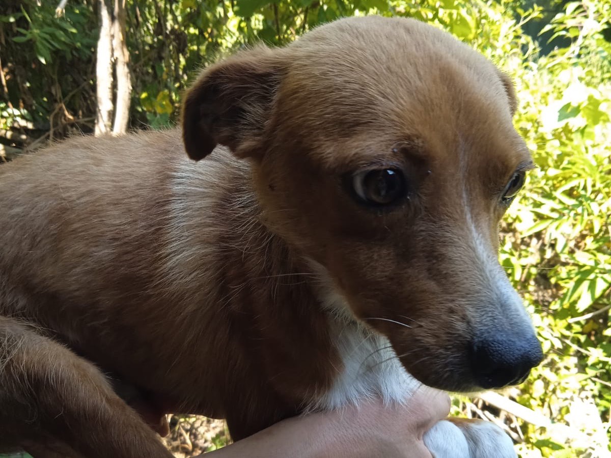 Adotta un cane, maschio, 4 anni, Salerno