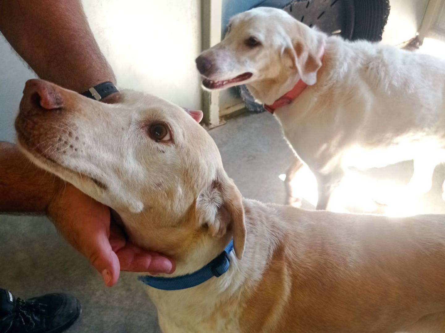 Adotta un cane, femmina, 9 anni  e 1 mese, Pescara
