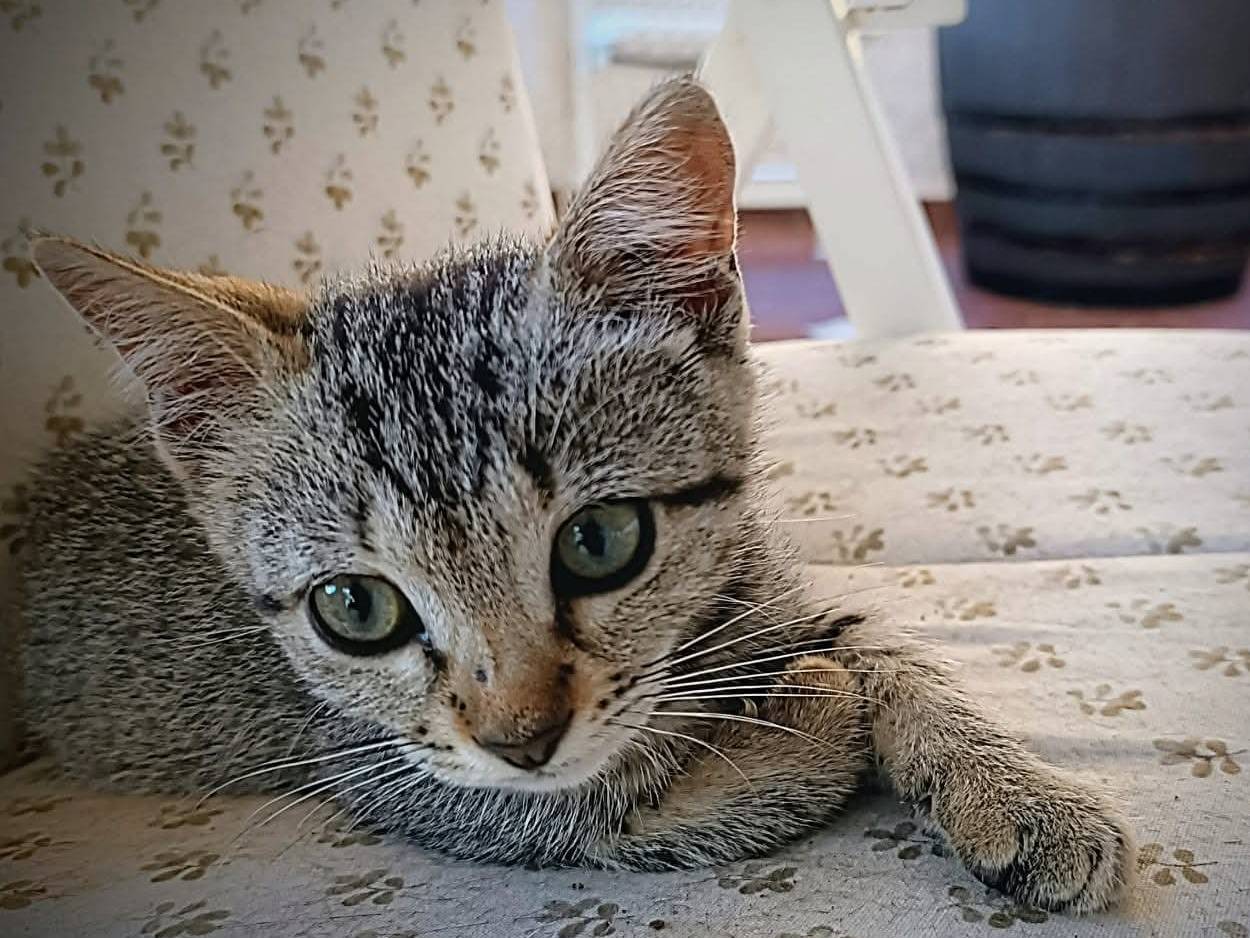 Adotta un gatto, maschio, 1 mesi, Trapani