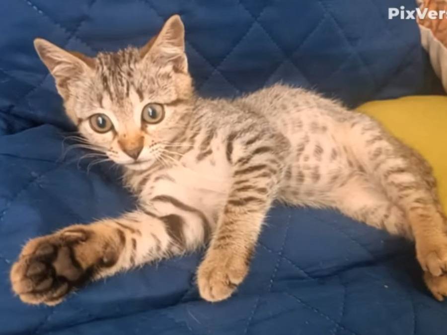 Adotta un gatto, taglia non valida, maschio, Trapani