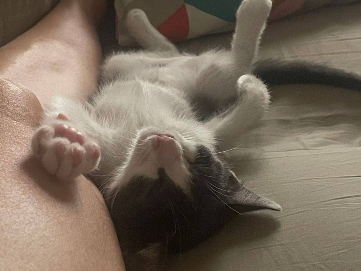 Vuoi adottare un gatto a Teramo?