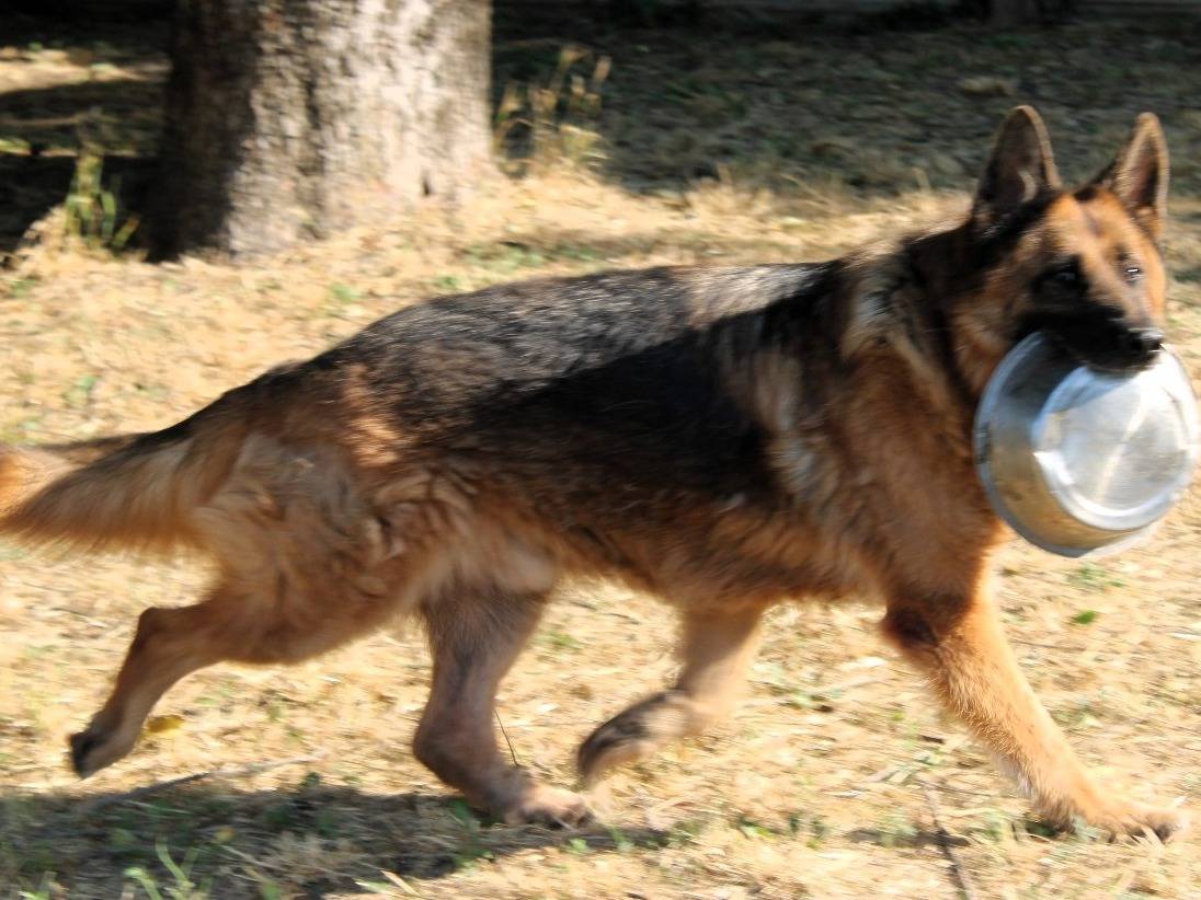 Adotta un cane, maschio, 8 anni e 4 mesi, Milano