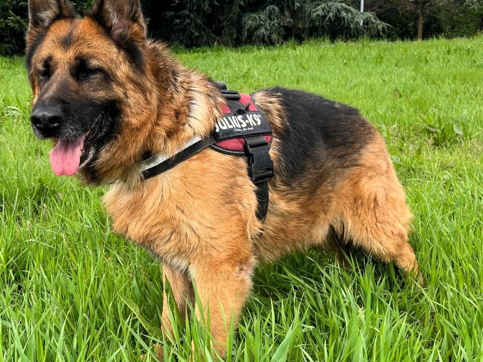 Vuoi adottare un cane a Milano?