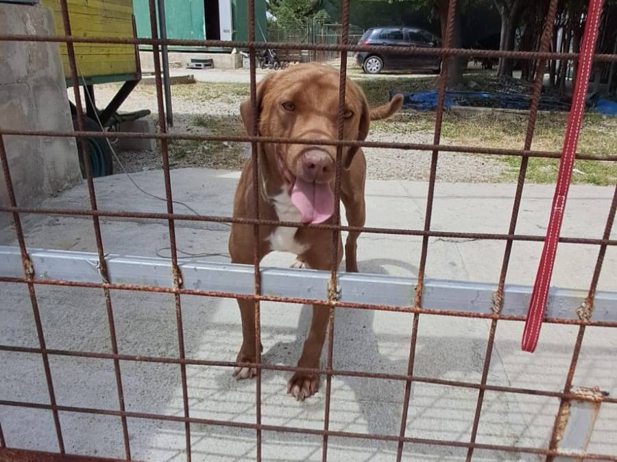 Adotta un cane, femmina, 10 mesi, Treviso