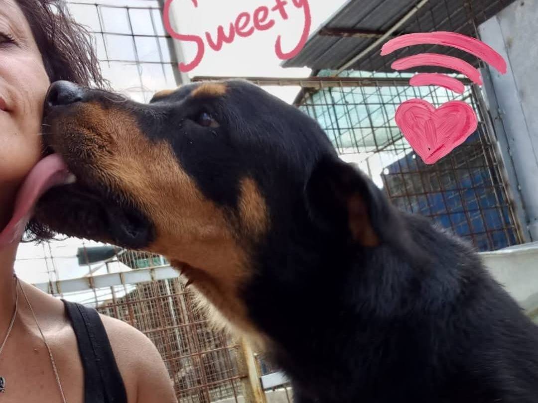 Foto dell'animale