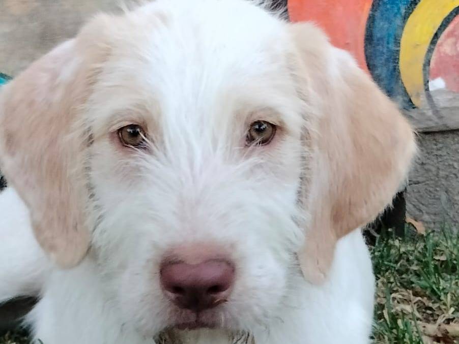 Adotta un cane, femmina, 3 mesi, Parma