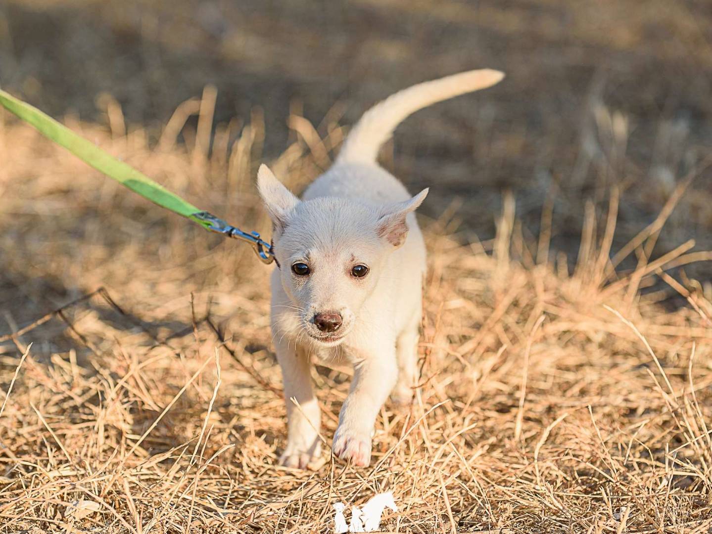 Vuoi adottare un cane a Brescia?