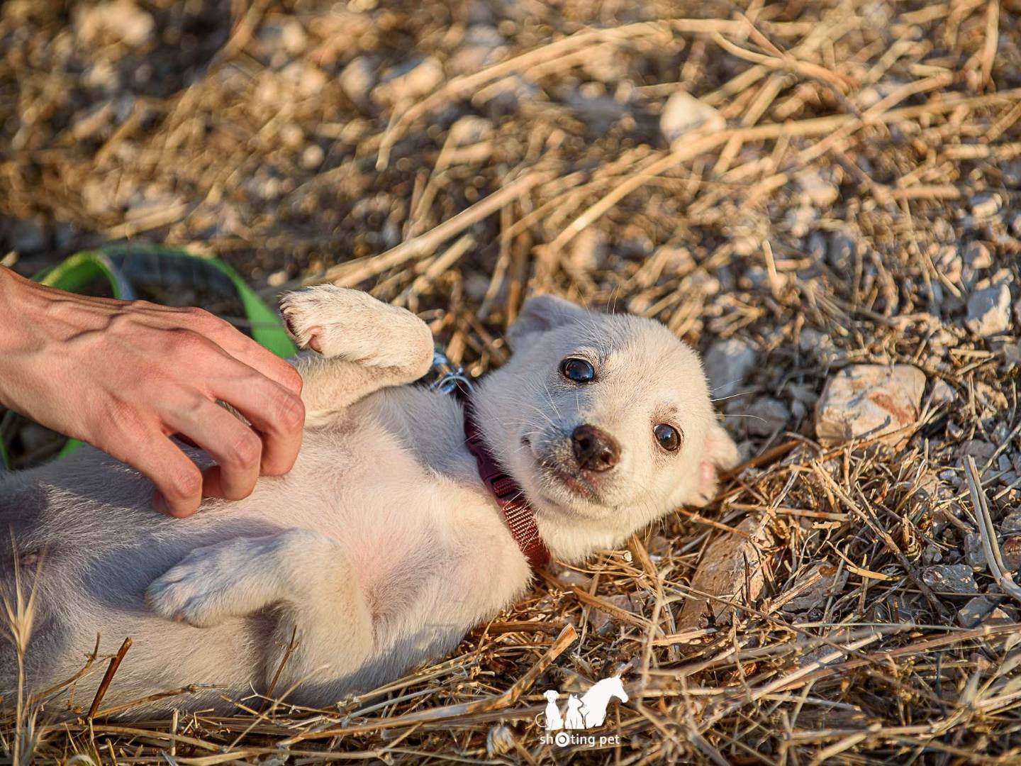Adotta il cane Sprite a Brescia