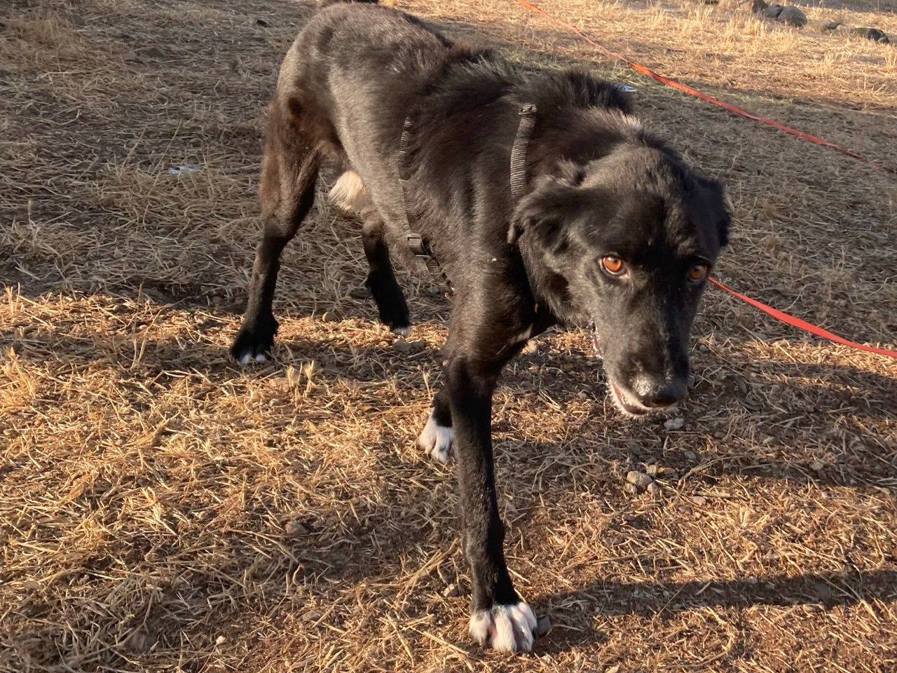 Adozione cane, maschio, Razza sconosciuta Razza sconosciuta, 3 anni e 6 mesi, taglia media, Sud
