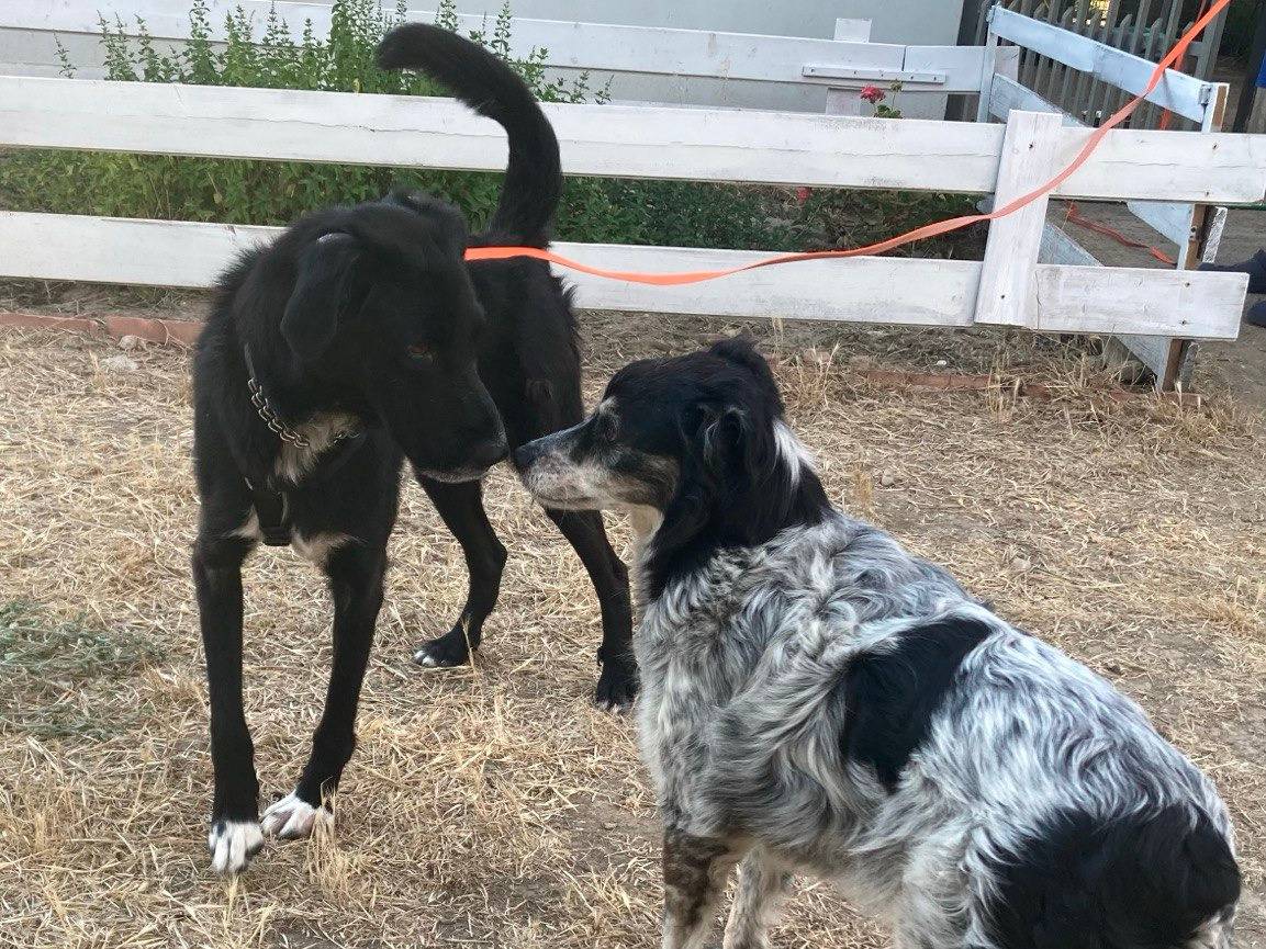 Adotta un cane, maschio, 3 anni e 6 mesi, Sud